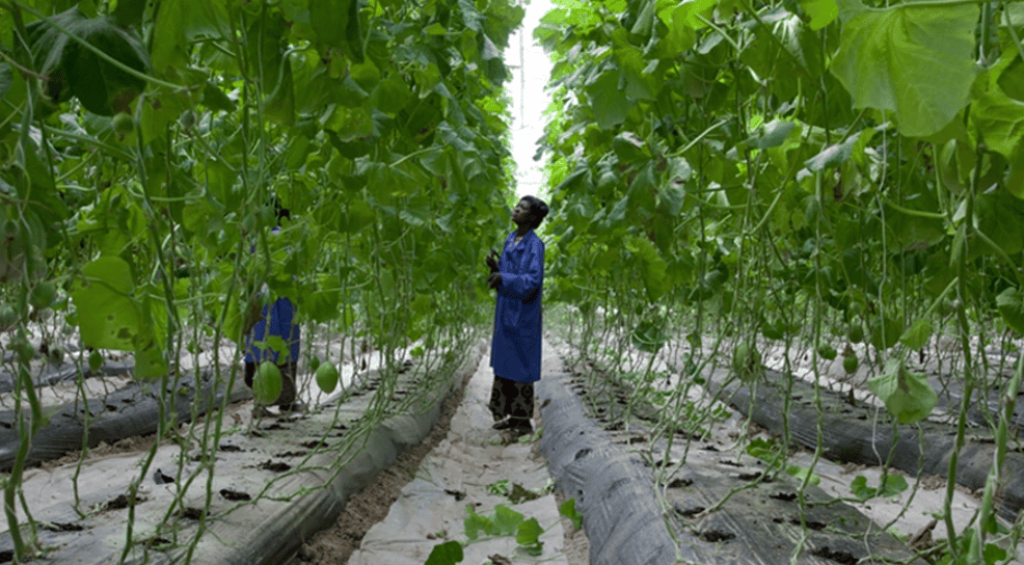 Screenshot 2024-12-14 205423