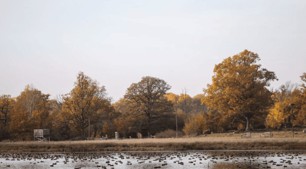 Screenshot 2025-01-02 121433