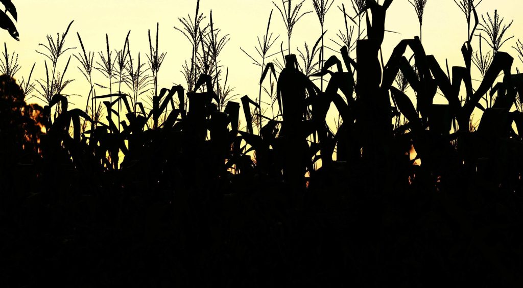 luiza-braun-AbchCImfTnQ-unsplash (1)